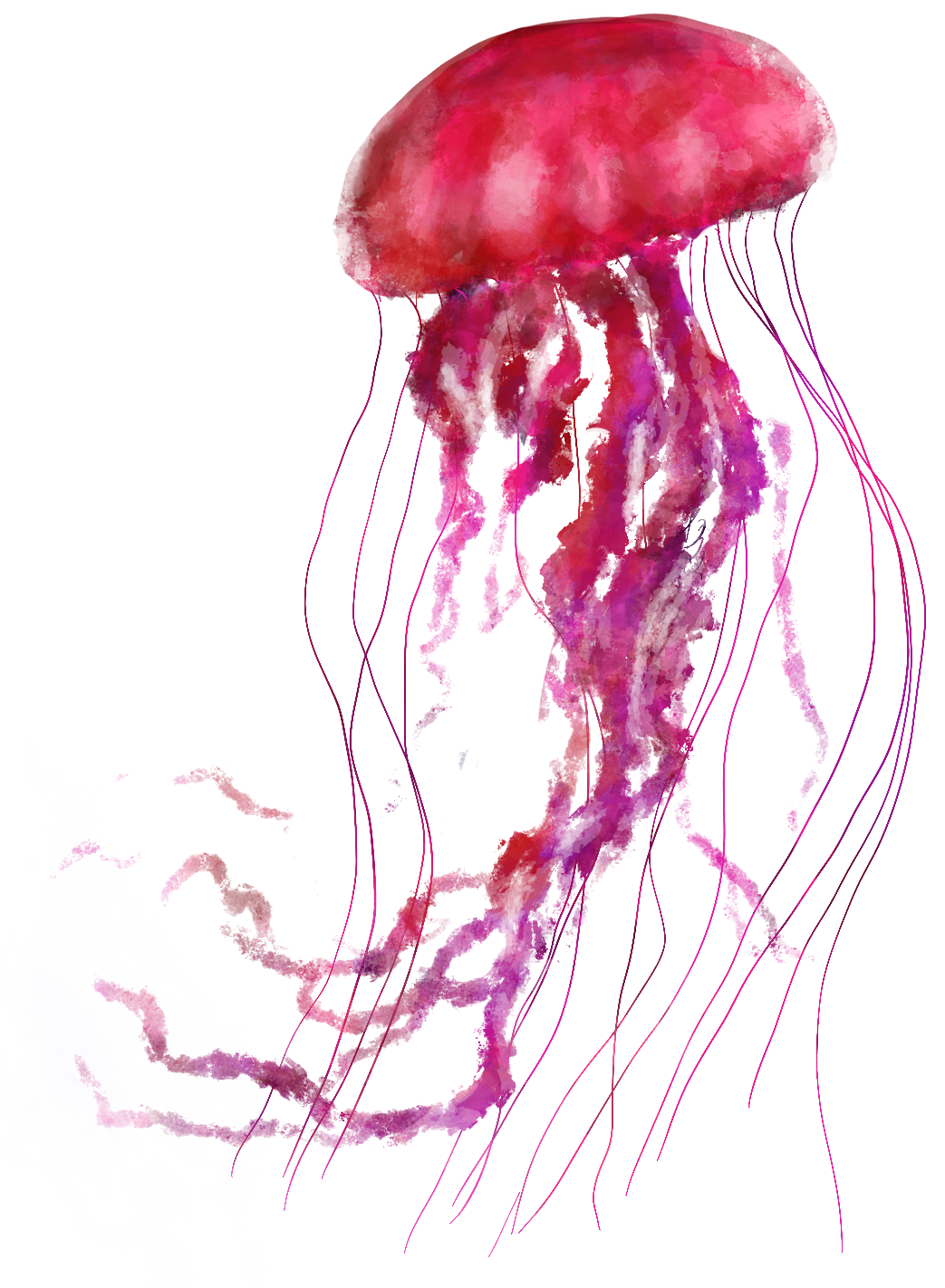 méduse rose